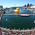 黃色小鴨環遊世界高雄站-澳洲