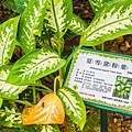 熱帶植物園