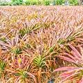 熱帶植物園