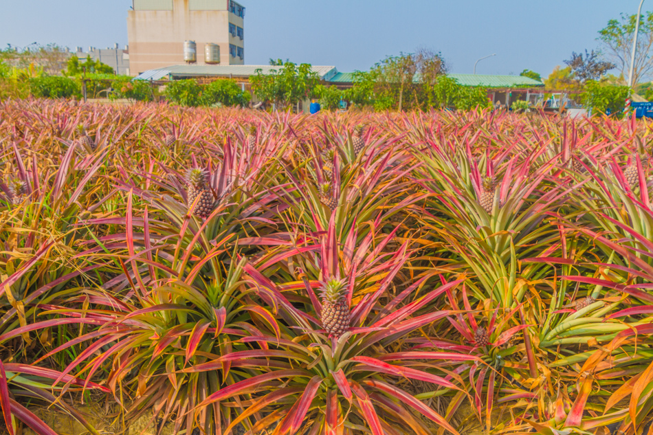 熱帶植物園