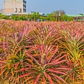 熱帶植物園