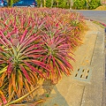 熱帶植物園