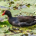 鳥松濕地公園拍鳥去