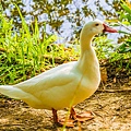 鳥松濕地公園拍鳥去