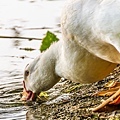 鳥松濕地公園拍鳥去