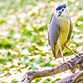 鳥松濕地公園拍鳥去