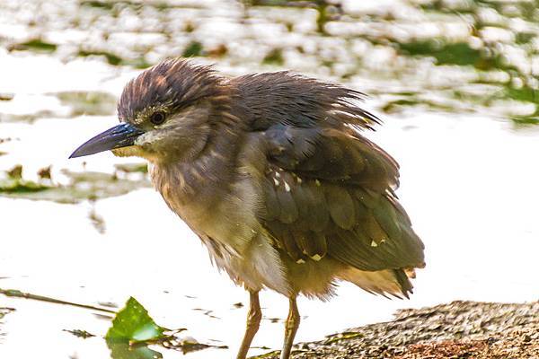 鳥松濕地公園拍鳥去