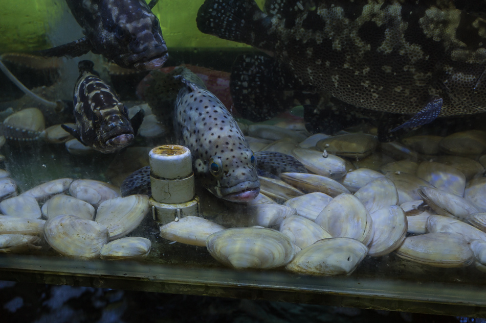 香港美食-拍板小館 香港美食-拍板小館