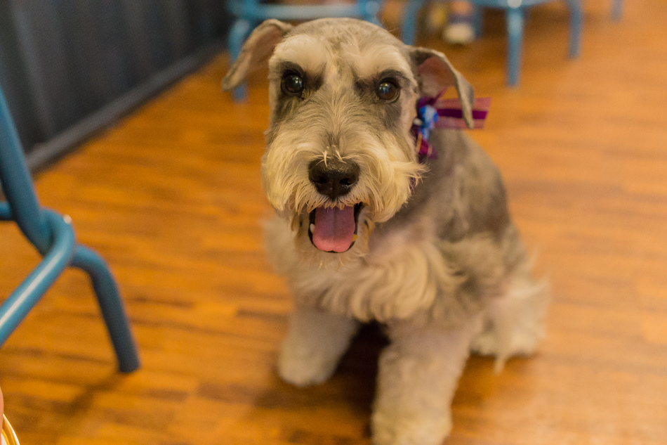 興中商圈美食 - 起士米 Cheese Me 興中商圈美食 - 起士米 Cheese Me