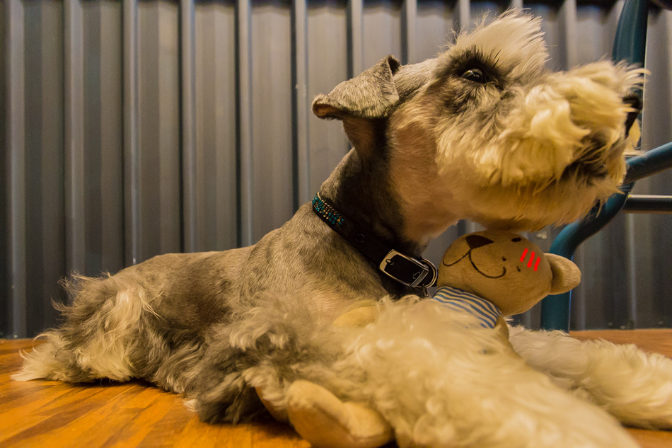 興中商圈美食 - 起士米 Cheese Me 興中商圈美食 - 起士米 Cheese Me