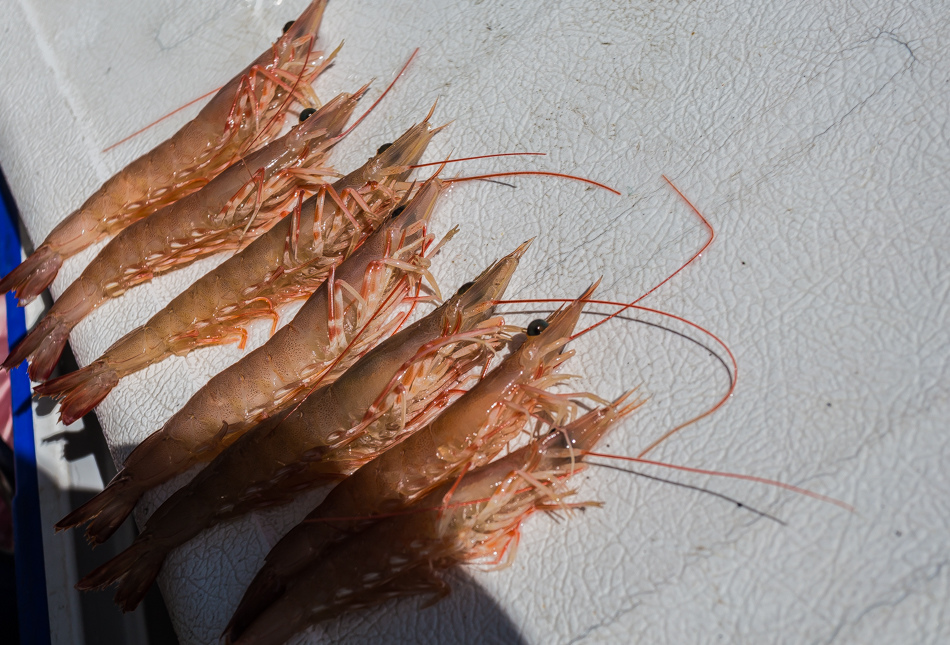 雲嘉南濱海線旅遊(一) - 外傘頂洲 雲嘉南濱海線旅遊(一) - 外傘頂洲