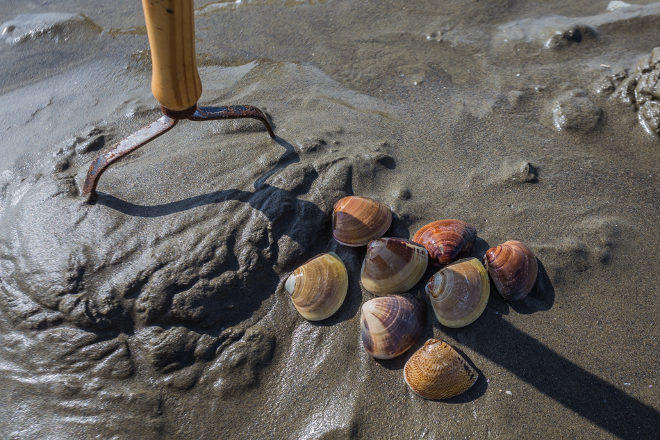 雲嘉南濱海線旅遊(一) - 外傘頂洲 雲嘉南濱海線旅遊(一) - 外傘頂洲