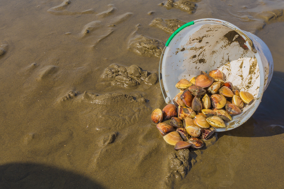 雲嘉南濱海線旅遊(一) - 外傘頂洲 雲嘉南濱海線旅遊(一) - 外傘頂洲