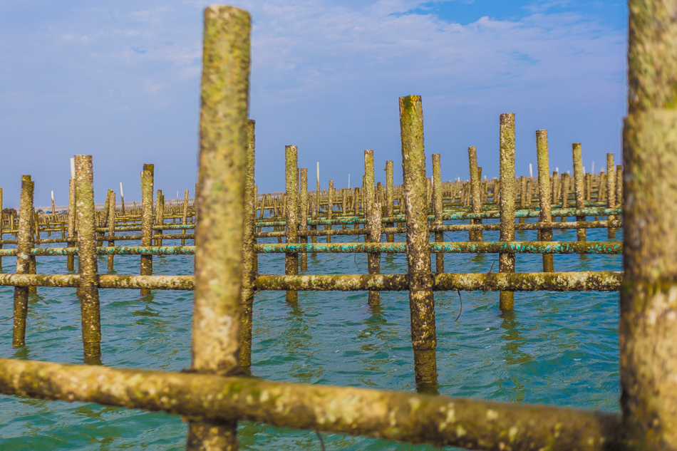雲嘉南濱海線旅遊(一) - 外傘頂洲 雲嘉南濱海線旅遊(一) - 外傘頂洲