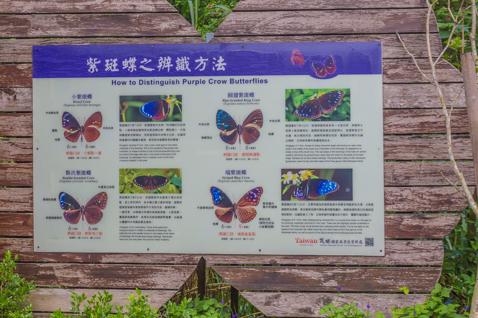 高雄旅遊 - 茂林紫斑蝶 高雄旅遊 - 茂林紫斑蝶
