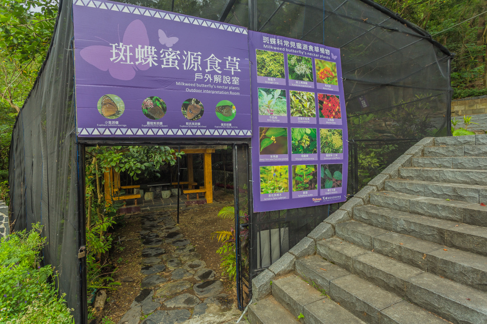 高雄旅遊 - 茂林紫斑蝶 高雄旅遊 - 茂林紫斑蝶