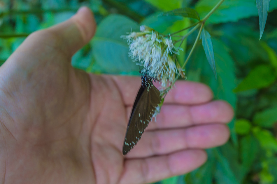 高雄旅遊 - 茂林紫斑蝶 高雄旅遊 - 茂林紫斑蝶