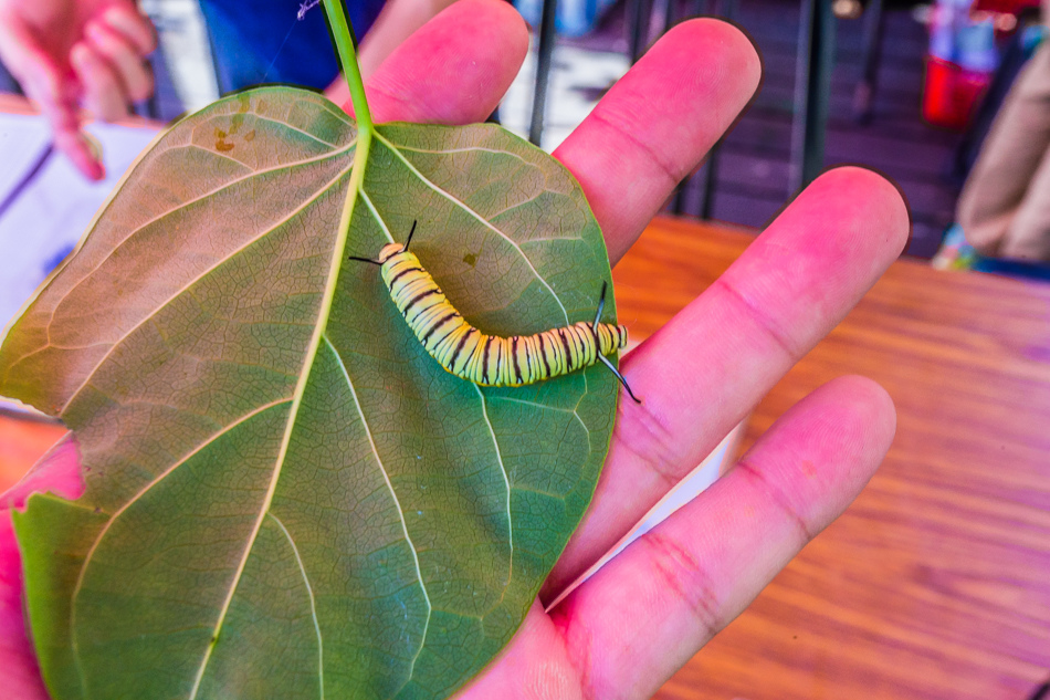 高雄旅遊 - 茂林紫斑蝶 高雄旅遊 - 茂林紫斑蝶