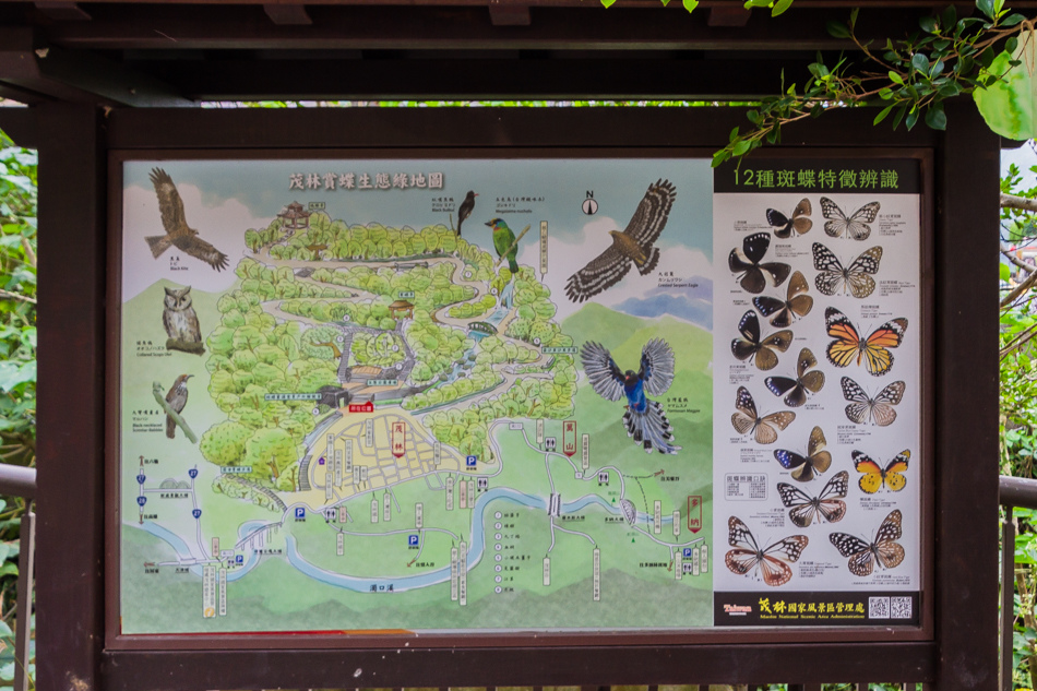 高雄旅遊 - 茂林紫斑蝶 高雄旅遊 - 茂林紫斑蝶