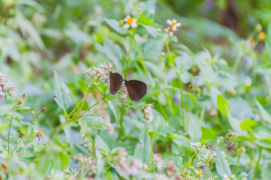 高雄旅遊 - 茂林紫斑蝶 高雄旅遊 - 茂林紫斑蝶