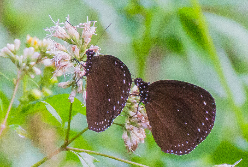 高雄旅遊 - 茂林紫斑蝶 高雄旅遊 - 茂林紫斑蝶