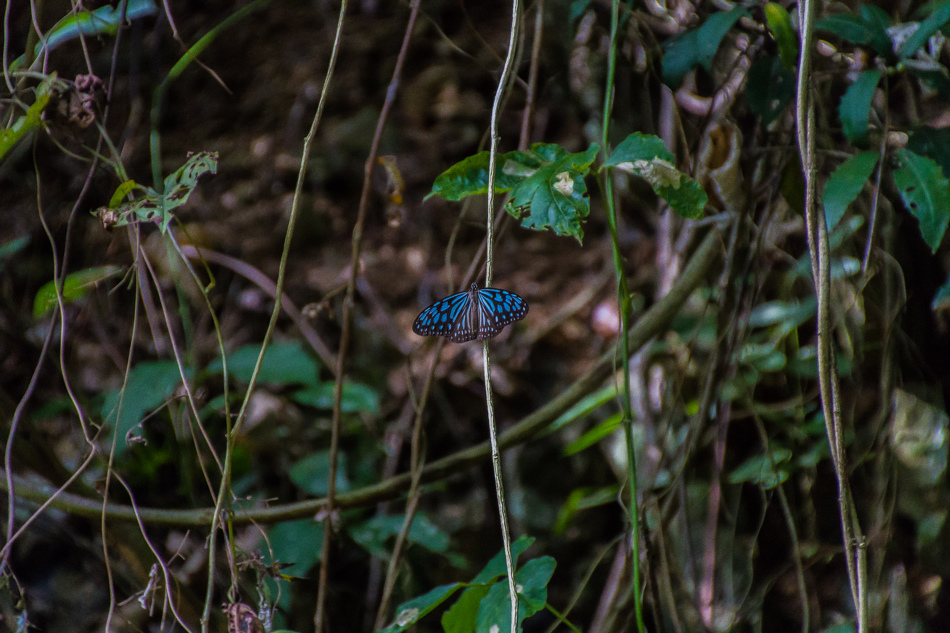 高雄旅遊 - 茂林紫斑蝶 高雄旅遊 - 茂林紫斑蝶
