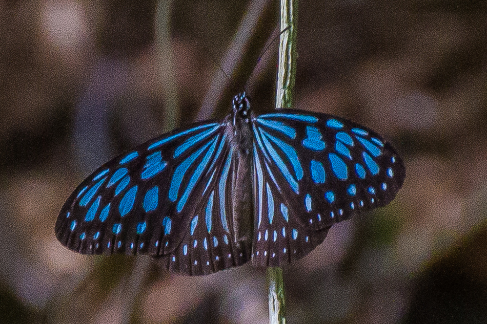 高雄旅遊 - 茂林紫斑蝶 高雄旅遊 - 茂林紫斑蝶
