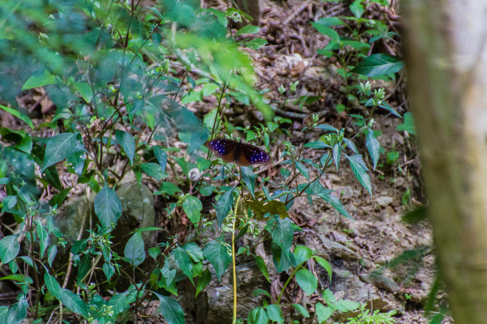 高雄旅遊 - 茂林紫斑蝶 高雄旅遊 - 茂林紫斑蝶