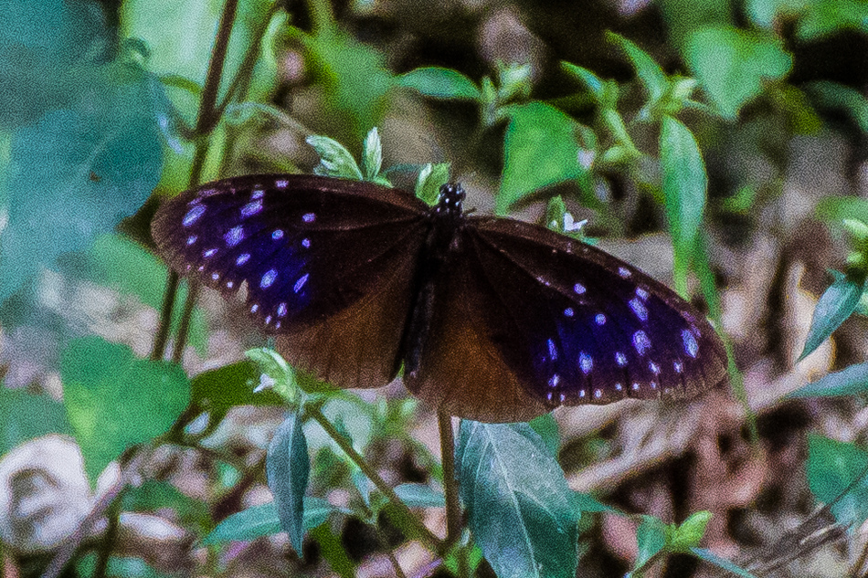 高雄旅遊 - 茂林紫斑蝶 高雄旅遊 - 茂林紫斑蝶
