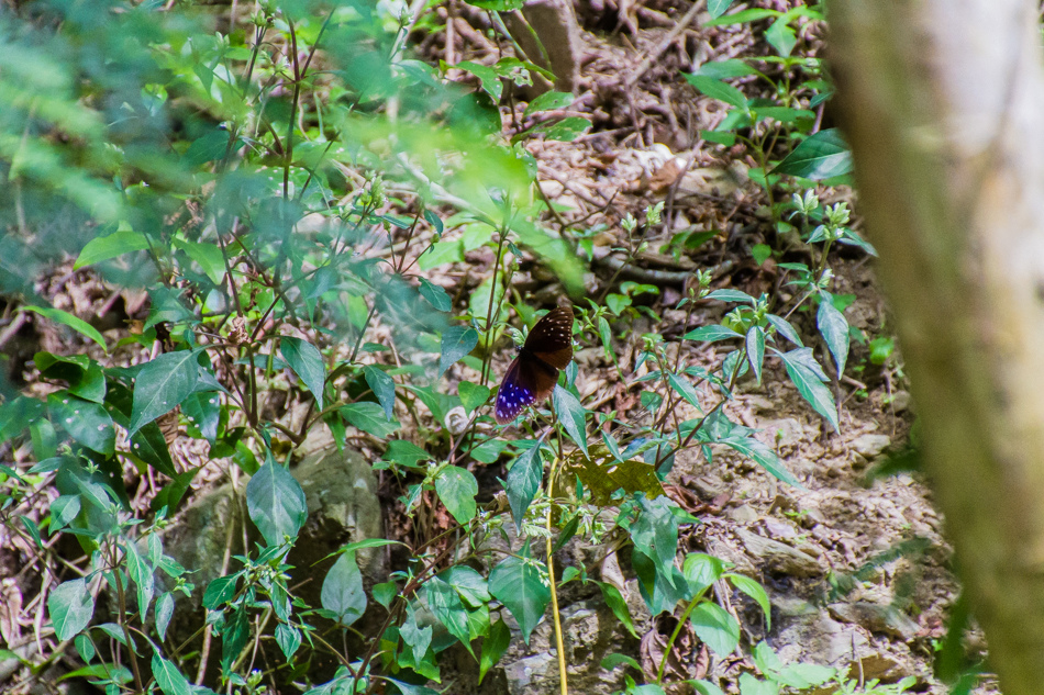 高雄旅遊 - 茂林紫斑蝶 高雄旅遊 - 茂林紫斑蝶