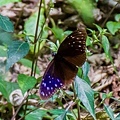 高雄旅遊 - 茂林紫斑蝶