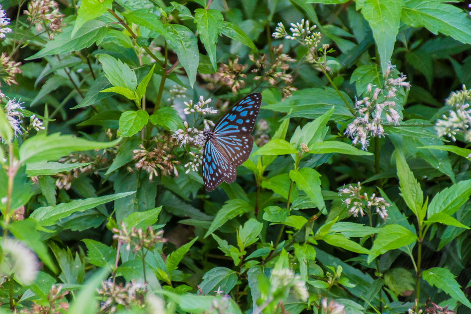 高雄旅遊 - 茂林紫斑蝶 高雄旅遊 - 茂林紫斑蝶