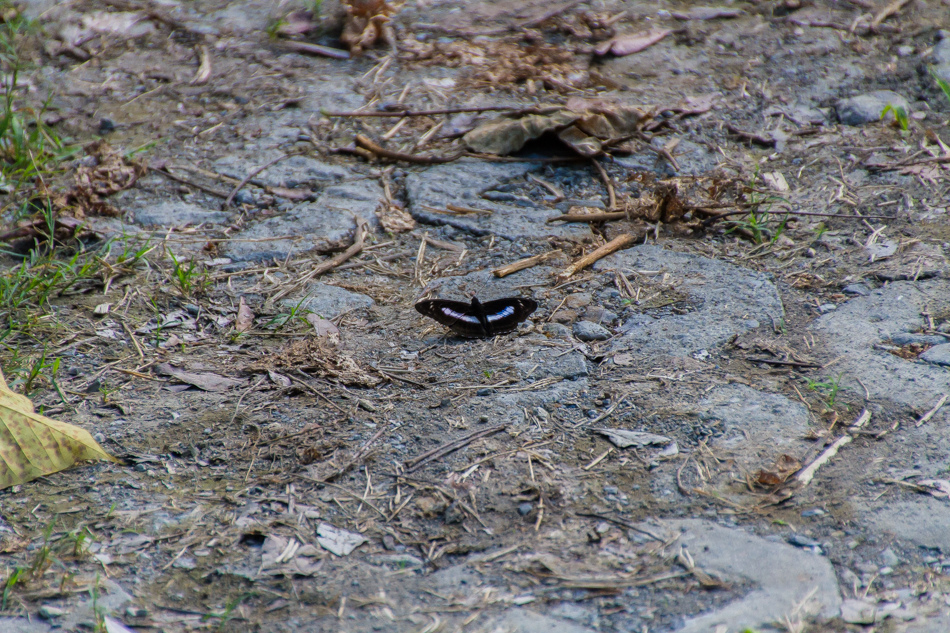 高雄旅遊 - 茂林紫斑蝶 高雄旅遊 - 茂林紫斑蝶