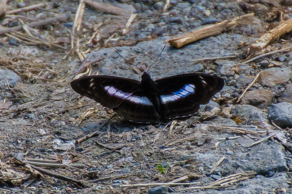 高雄旅遊 - 茂林紫斑蝶 高雄旅遊 - 茂林紫斑蝶