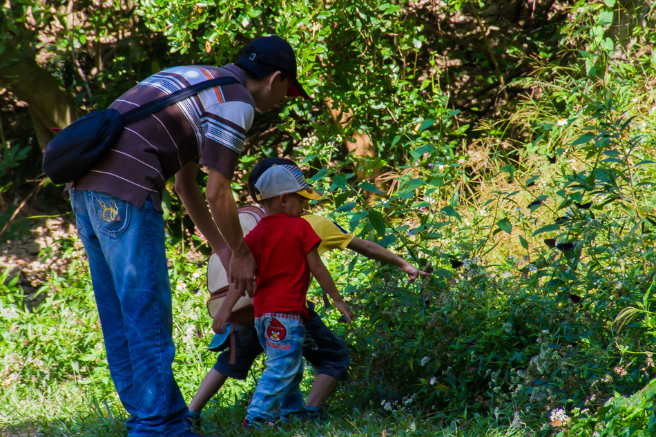 高雄旅遊 - 茂林紫斑蝶 高雄旅遊 - 茂林紫斑蝶