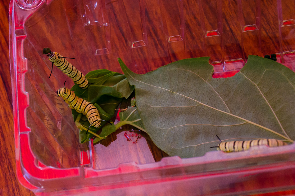 高雄旅遊 - 茂林紫斑蝶 高雄旅遊 - 茂林紫斑蝶