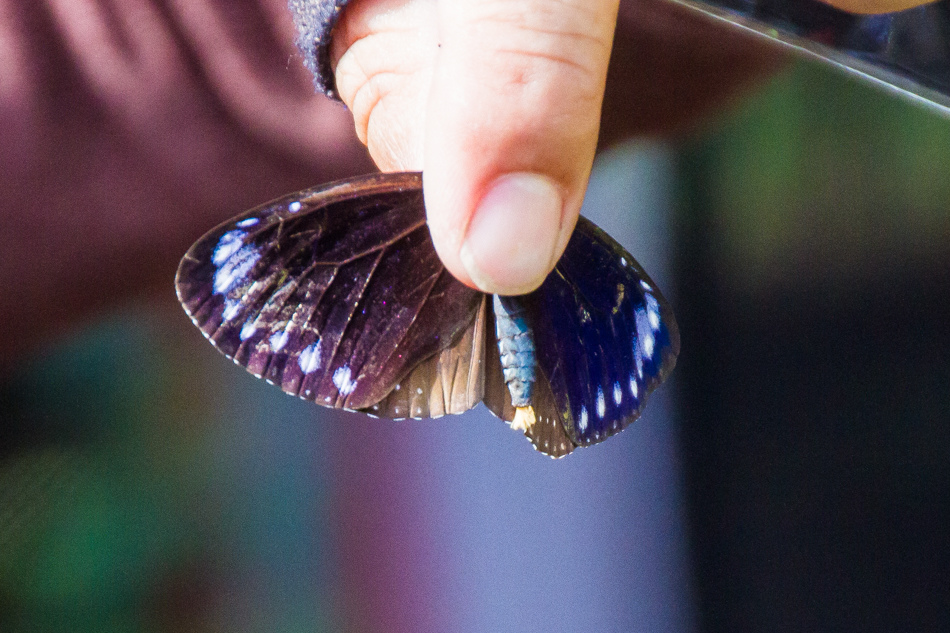 高雄旅遊 - 茂林紫斑蝶 高雄旅遊 - 茂林紫斑蝶