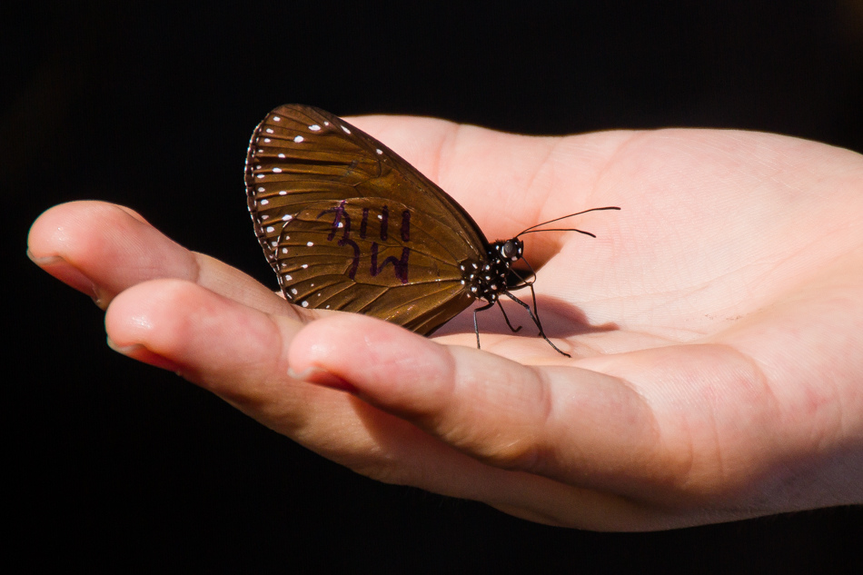 高雄旅遊 - 茂林紫斑蝶 高雄旅遊 - 茂林紫斑蝶