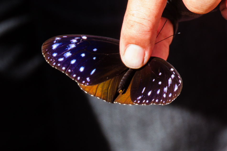 高雄旅遊 - 茂林紫斑蝶 高雄旅遊 - 茂林紫斑蝶