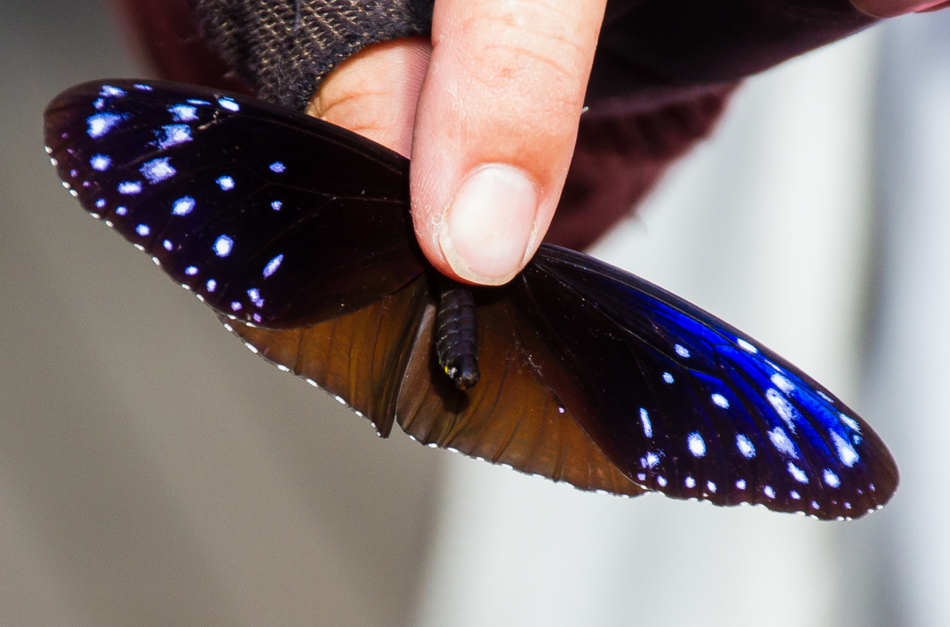 高雄旅遊 - 茂林紫斑蝶 高雄旅遊 - 茂林紫斑蝶