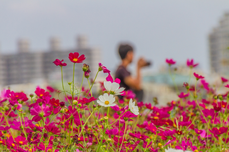 2015花田喜事/花漾橋頭