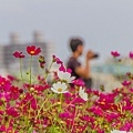 2015花田喜事/花漾橋頭