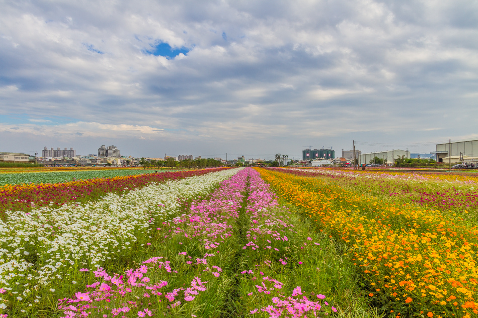 2015花田喜事/花漾橋頭