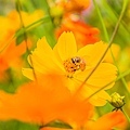 2015花田喜事/花漾橋頭