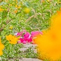 2015花田喜事/花漾橋頭