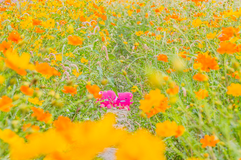 2015花田喜事/花漾橋頭