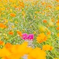 2015花田喜事/花漾橋頭