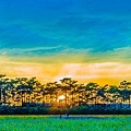 2015花田喜事/花漾橋頭