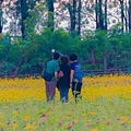 2015花田喜事/花漾橋頭