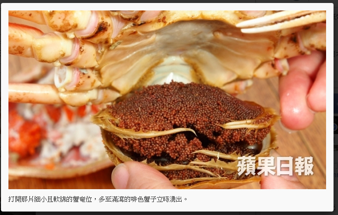 蘋果日報香箱蟹 蘋果日報香箱蟹